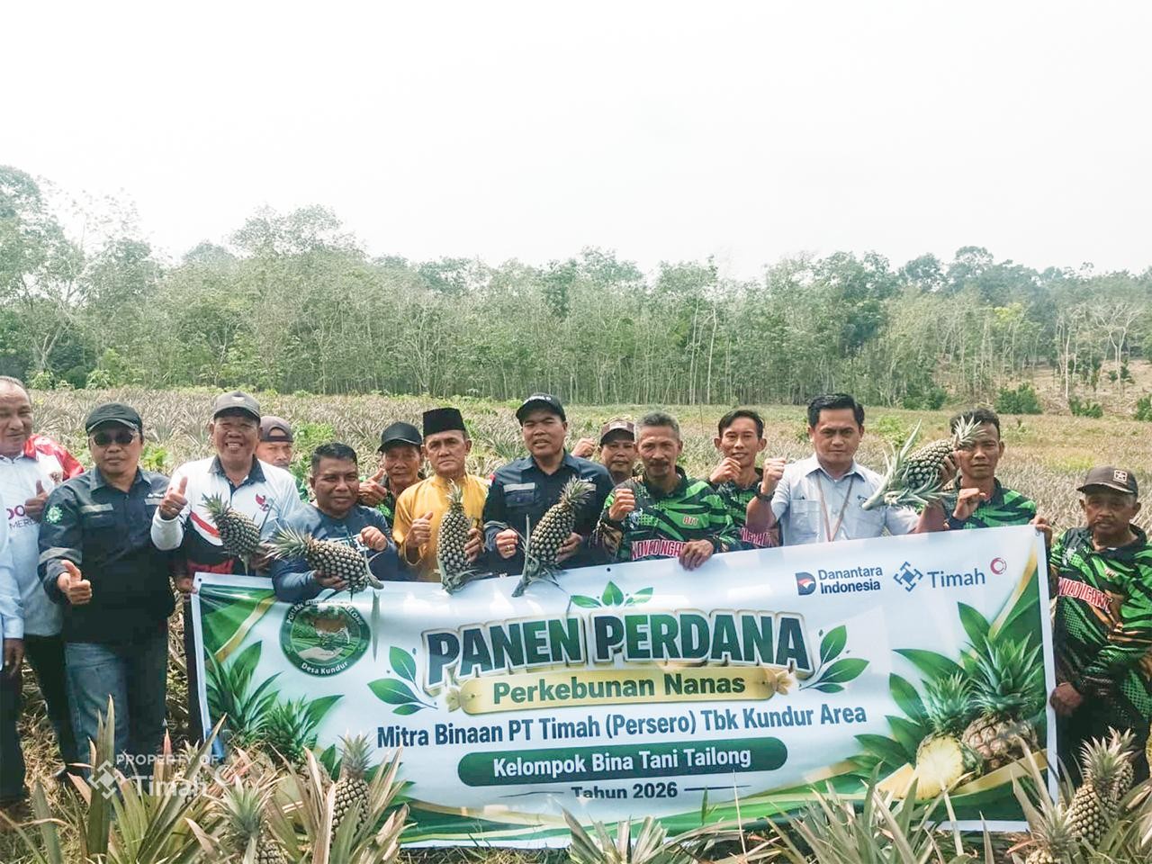 Panen Nanas Perdana, Kelompok Tani Bina Tani Tailong Binaan PT TIMAH Buktikan Potensi Pertanian Kundur Bisa Gerakan Ekonomi