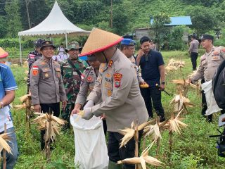 Panen Raya Jagung di Anambas, Kapolres Teguhkan Komitmen Perkuat Ketahanan Pangan Nasional