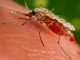 Lebih dari 4 Bulan Wabah Malaria di Desa Pengujan, 60 Warga Terserang, Penanganan Terbatas dan Pertanyaan Besar untuk Instansi Kesehatan