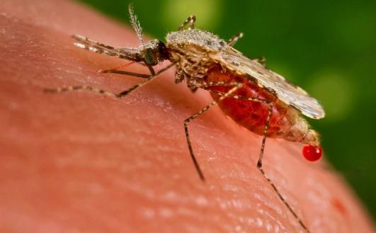 Lebih dari 4 Bulan Wabah Malaria di Desa Pengujan, 60 Warga Terserang, Penanganan Terbatas dan Pertanyaan Besar untuk Instansi Kesehatan